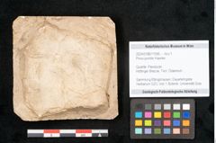 Foto (Objekt + Etikett) von Pinus pumilio Haenke (NHMW-GEO-2024-0188-11596)